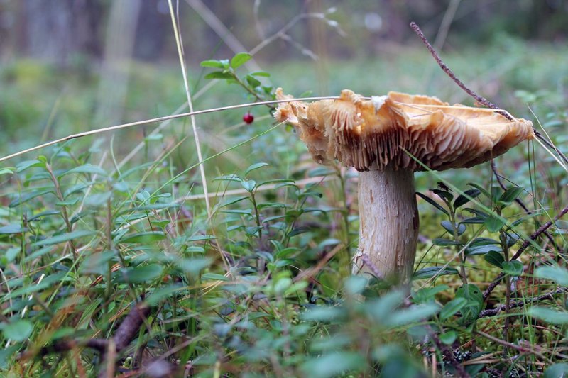Pilz im Wald