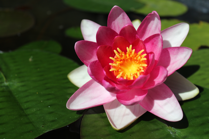 seerose
