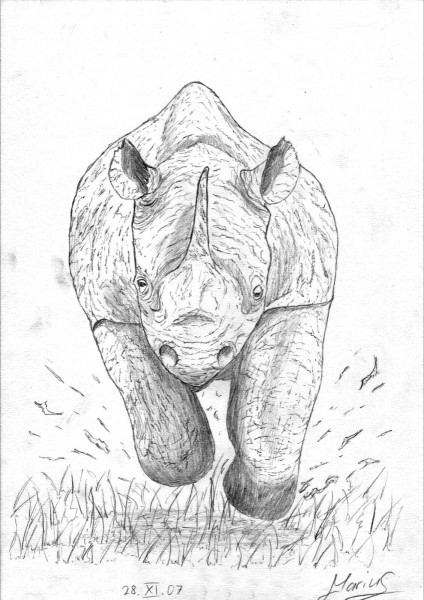 Heranstürmendes Nashorn