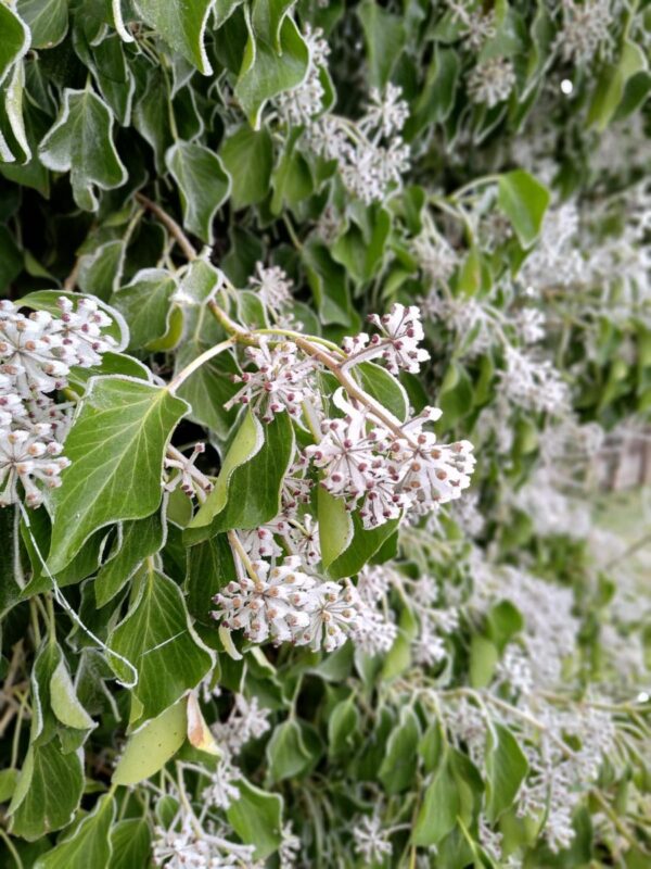 Efeu mit Frost